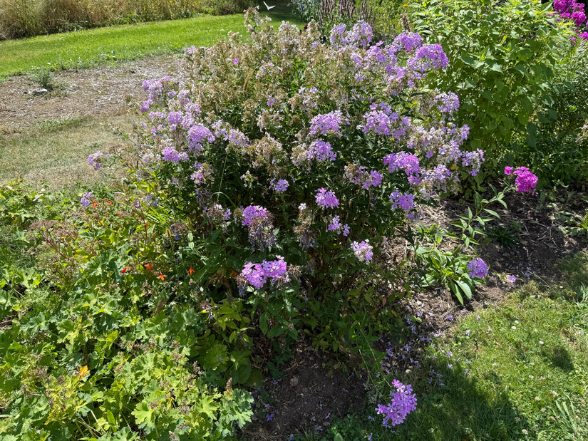 Flox (Blauw 100 cm) - Phlox paniculata 'Blue Paradise'