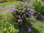 Flox (Blauw 100 cm) - Phlox paniculata 'Blue Paradise'