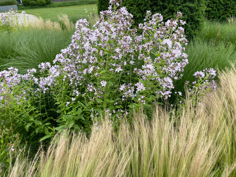 Klokje - Campanula lactiflora 'Alba'