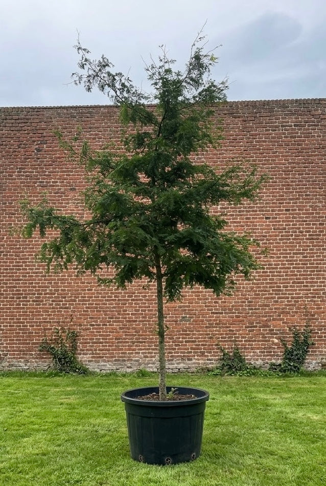 Groene Gleditsia op hoge stam