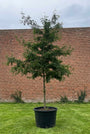Groene Gleditsia op hoge stam
