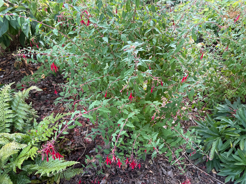 Bellenplant - Fuchsia magellanica gracilis