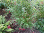 Bellenplant - Fuchsia magellanica gracilis