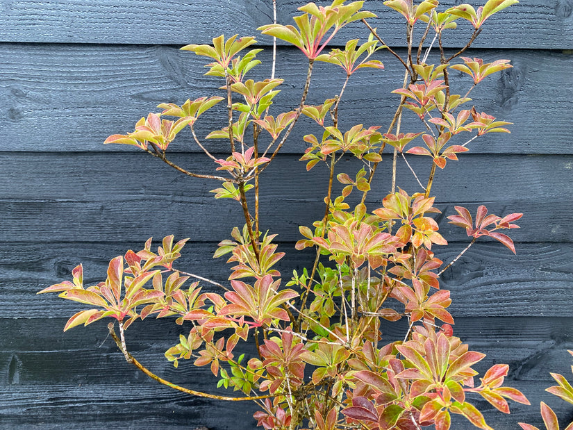 Pronkklokje - Enkianthus campanulatus