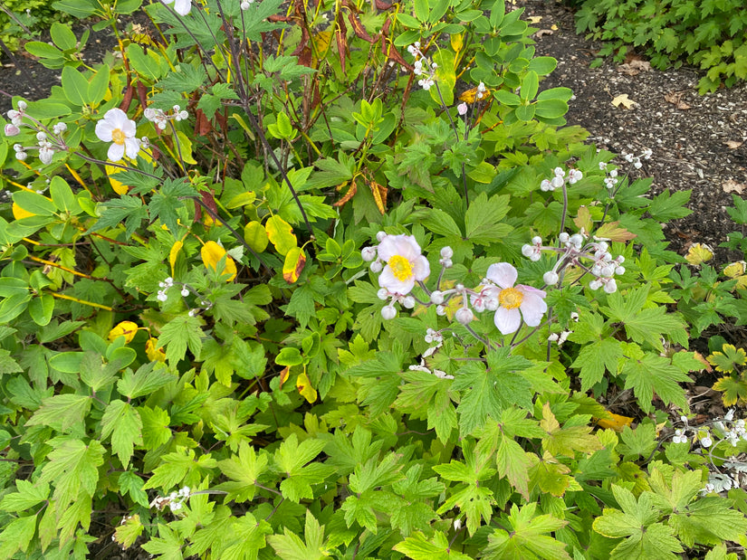 Biologisch Herfstanemoon - Anemone hupehensis 'September Charm'