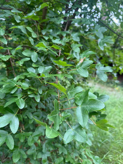 Montpellier esdoorn - Acer monspessulanum