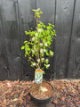 Krentenboompje - Amelanchier alnifolia 'Obelisk'