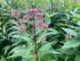 Purper leverkruid (Koninginnekruid, 50 cm) - Eupatorium purpureum