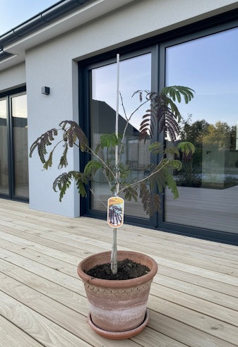 Perzische slaapboom (Donkerbruin) - Albizia julibrissin Summer Chocolate