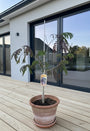 Perzische slaapboom (Donkerbruin) - Albizia julibrissin Summer Chocolate