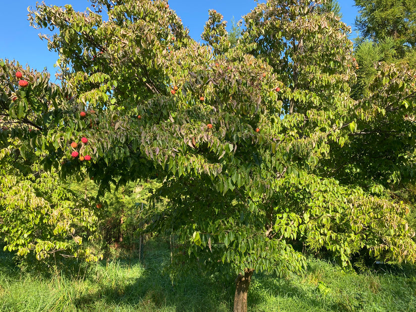 Japanse grootbloemige Kornoelje - Cornus kousa