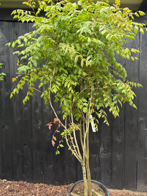 175-200 cm, C40