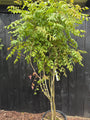 Gele Zeepboom - Koelreuteria Paniculata (Lampionboom)