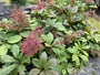 Schout bij nacht - Rodgersia Aesculifolia