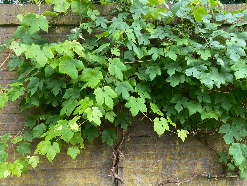 Blauwe druif - Vitis vinifera 'Muscat Bleu'