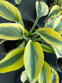 Hartlelie - Hosta 'Autumn Frost'