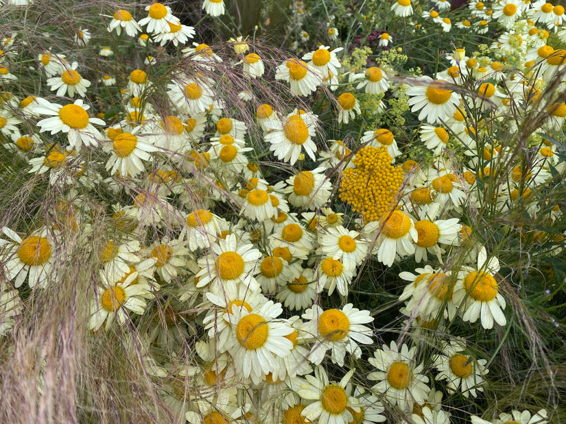 Gele Kamille - Anthemis x hybrida 'Sauce Hollandaise'