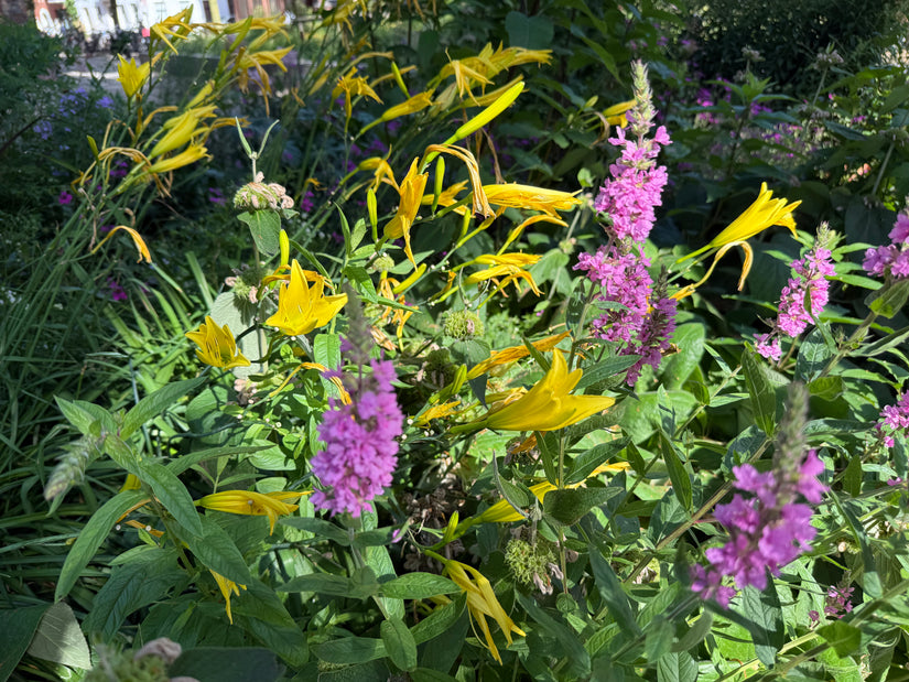 Grote kattenstaart - Lythrum salicaria