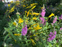 Grote kattenstaart - Lythrum salicaria