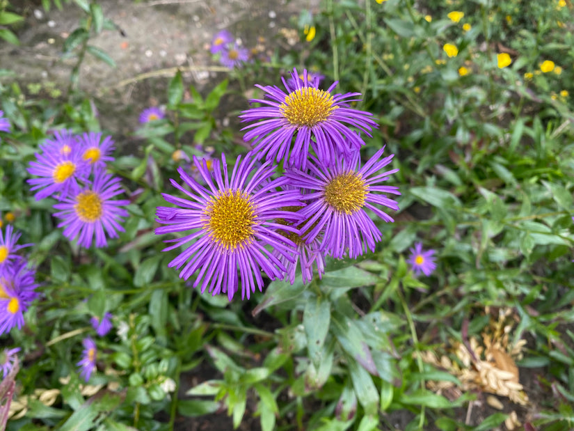 Fijnstraal - Erigeron 'Strahlenmeer'