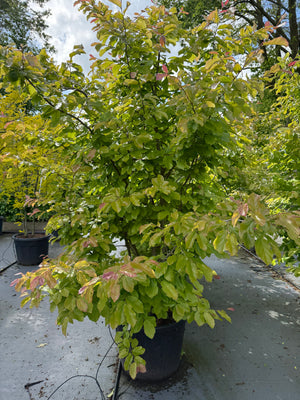 C110 pot - Solitaire 200-250 cm, meerstammig