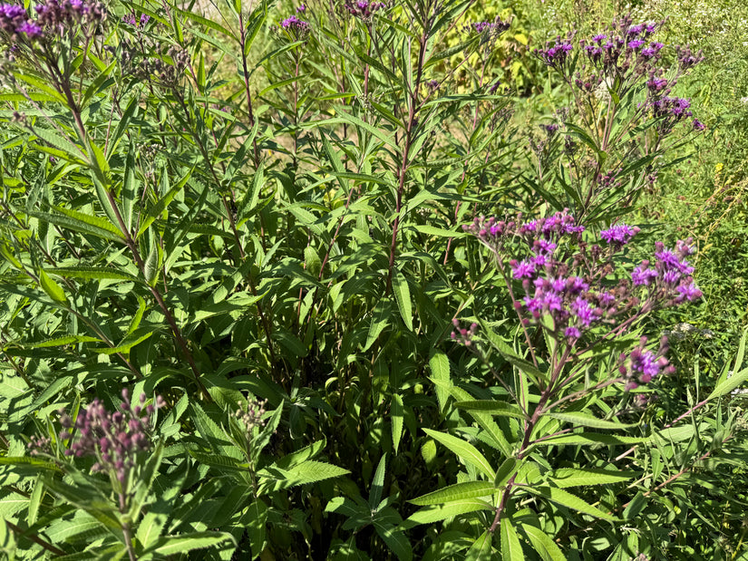IJzerkruid - Vernonia Crinita