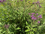 IJzerkruid - Vernonia Crinita