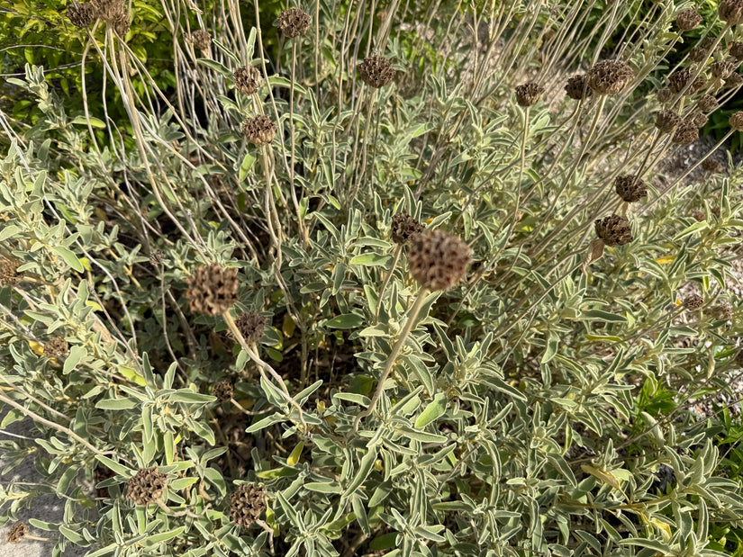Brandkruid - Phlomis fruticosa