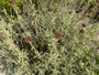 Brandkruid - Phlomis fruticosa