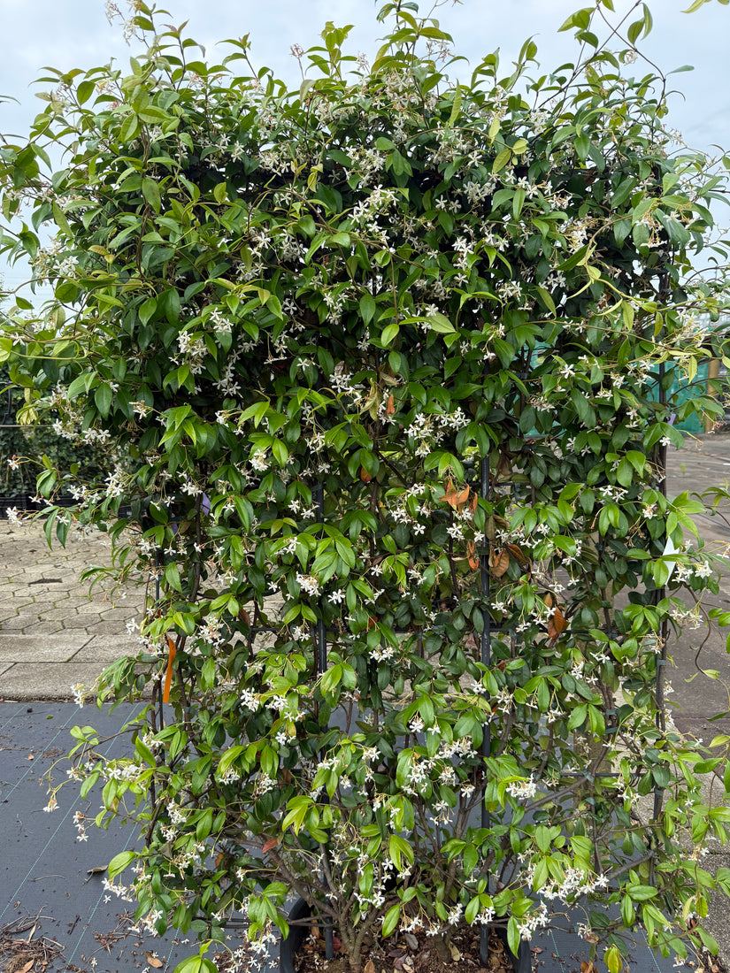 Kant en klare Toscaanse Jasmijn haag - Trachelospermum jasminoides 180 x 120 cm Sterjasmijn wit