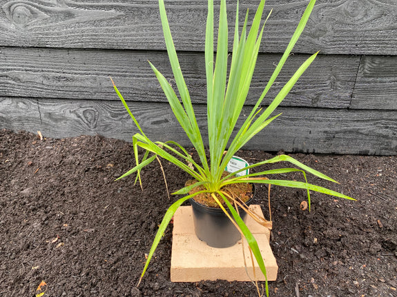 Palmlelie - Yucca filamentosa