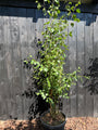 Berk - Betula Utilis 'Doorenbos'