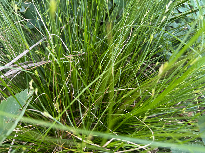 IJle zegge - Carex remota
