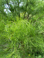 Moerascipres - Taxodium distichum