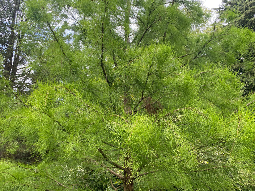 Moerascipres - Taxodium distichum