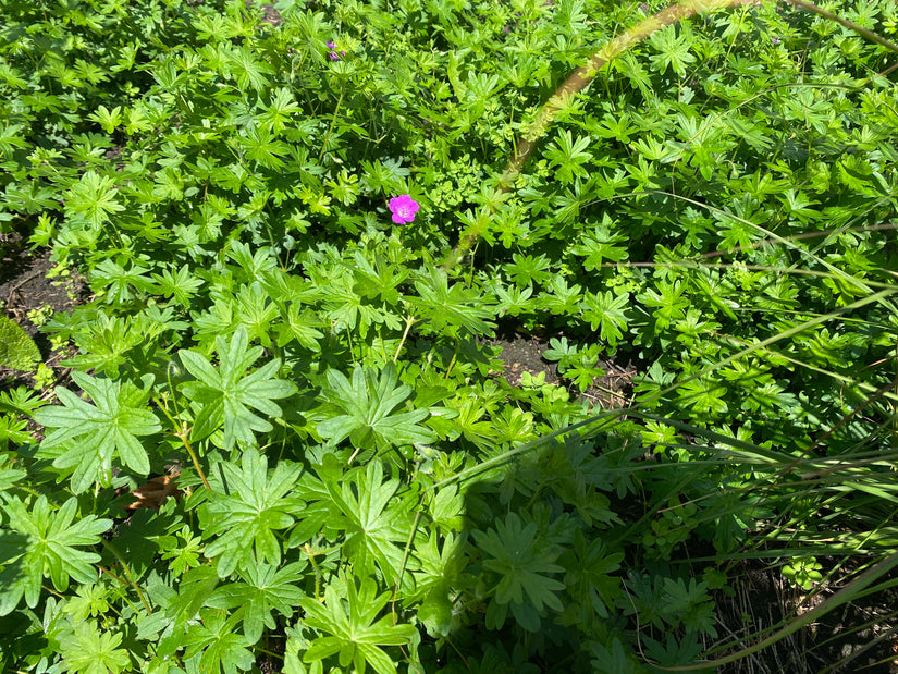 Bloedooievaarsbek - Geranium sanguineum