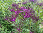 IJzerkruid - Vernonia Crinita