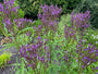 Blauwe Verbena - Verbena Hastata