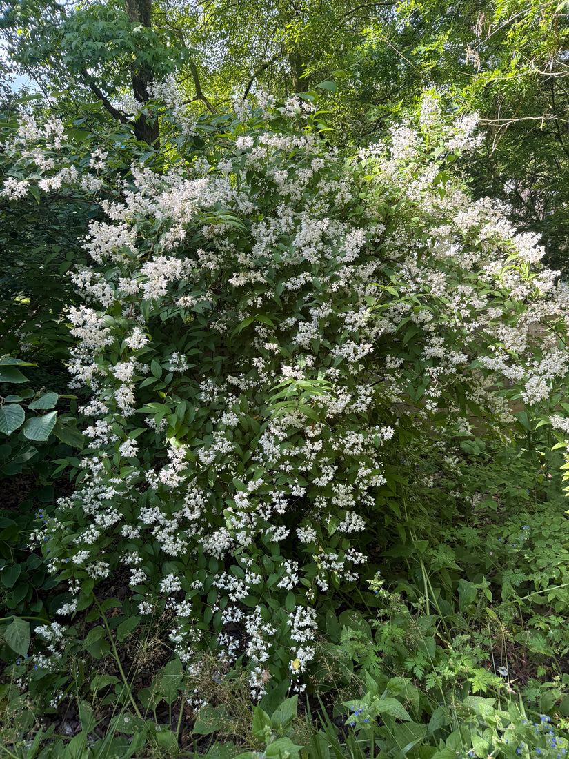 Bruidsbloem - Deutzia gracilis 'Nikko'