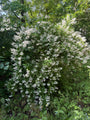 Bruidsbloem - Deutzia gracilis 'Nikko'