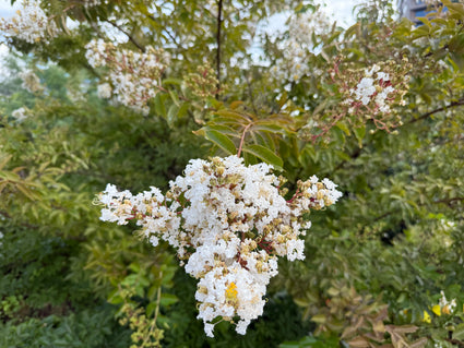 Indische sering - Lagerstroemia 'Natchez'