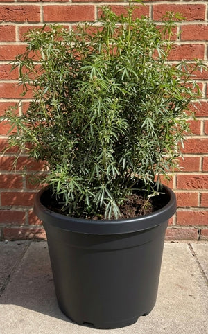 C35 pot - 50-60 cm Topkwaliteit