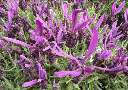 Franse lavendel - Lavandula stoechas subsp. pedunculata