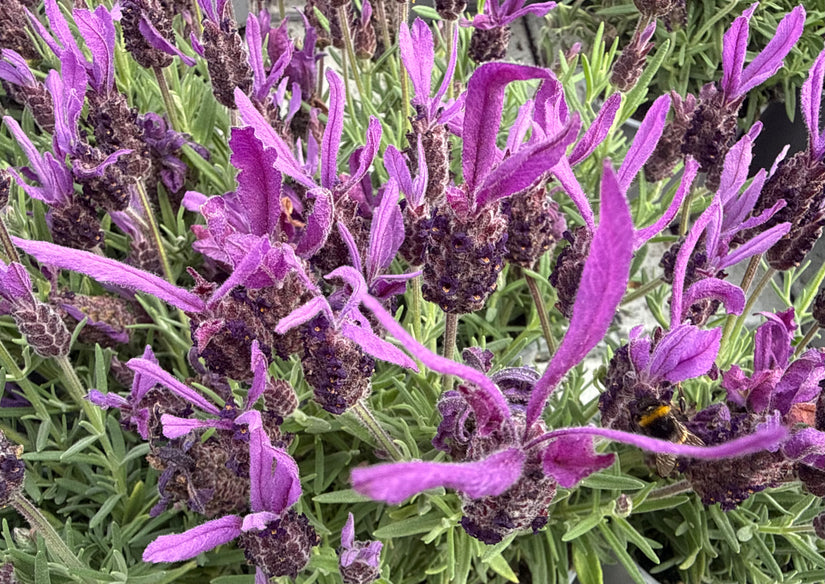 Franse lavendel - Lavandula stoechas subsp. pedunculata