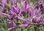 Franse lavendel - Lavandula stoechas subsp. pedunculata