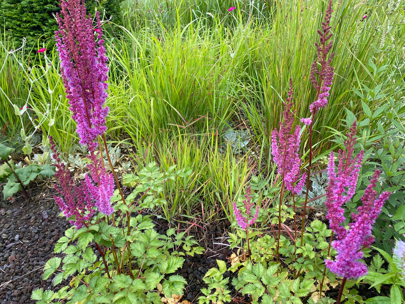 Pluimspirea - Astilbe Japonica 'Mainz'