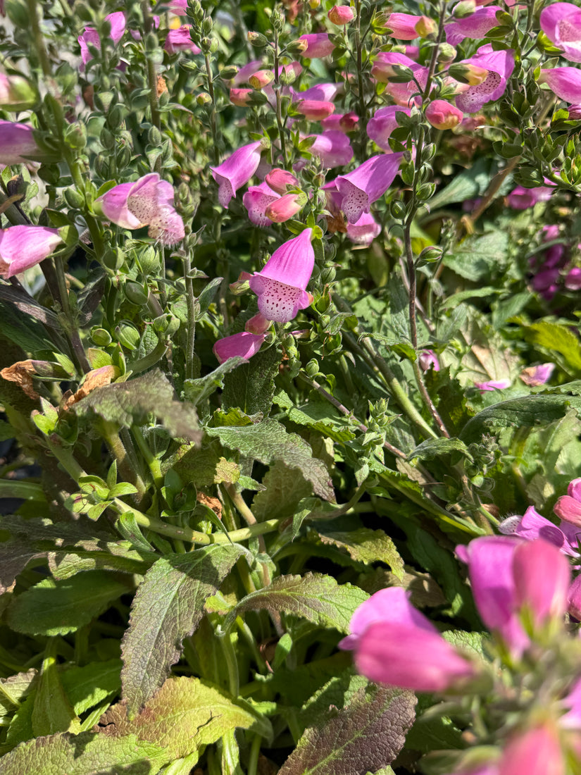 Vingerhoedskruid - Digitalis purpurea 'Foxy Hybrids'