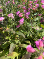 Vingerhoedskruid - Digitalis purpurea 'Foxy Hybrids'