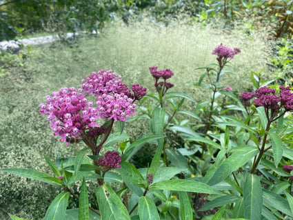 Rode zijdeplant - Asclepias incarnata