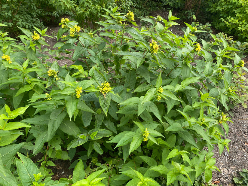 Boskamperfoelie - Diervilla sessilifolia 'Butterfly'